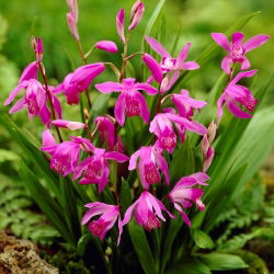 Hyacintorkidé, kinesisk markorkidé (Bletilla striata) - 