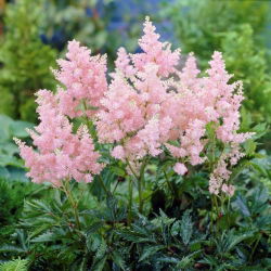 Astilbe "Erica" - blekrosa; falsk spirea - 