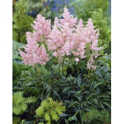 Astilbe "Erica" - blekrosa; falsk spirea - 