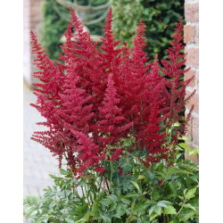 Astilbe "ild" - rød; falsk spirea - 