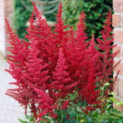 Astilbe "ild" - rød; falsk spirea - 