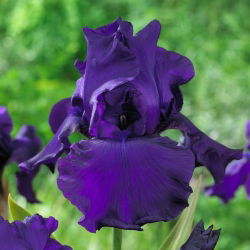 Iris "Kemuliaan Titan"; iris berjanggut - 