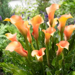 Arum Lily "Cameleon"; cala, cala - 