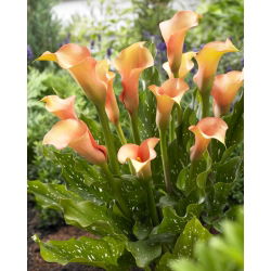 Arum Lily "Cameleon"; cala, cala - 