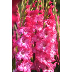 Kıvrımlı pembe çiçekli glayöl - 5 adet XL boy ampul - 