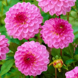 Dahlia "Lennyho sen" - 