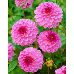 Dahlia "Lennyho sen" - 