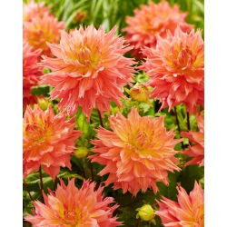 Dahlia "Omega"