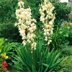 Trævlet palmelilje - Yucca Filamentosa