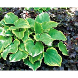 Hosta, Plantain Lily Winter Snow - củ / củ / rễ