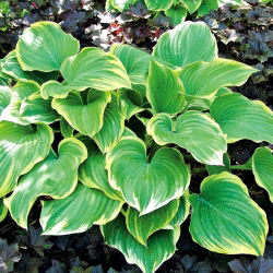 Hosta, Plantain Lily Winter Snow - củ / củ / rễ