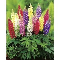 Hagelupin - bland - 90 frø - Lupinus polyphyllus