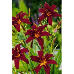 Päivänliljat Black Arrowhead - Hemerocallis hybrida Black Arrowhead