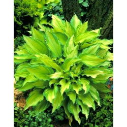 Hosta, bokvica Lily Albopicta - čebulica / gomolj / koren