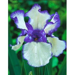 Iris germanica Blue and White - bebawang / umbi / akar
