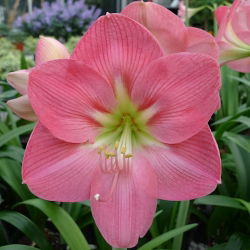 Hippeastrum Susan - ampul / yumru / kök