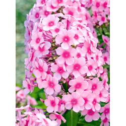 Пхлок - Неонска бакља - 1 ком - Phlox