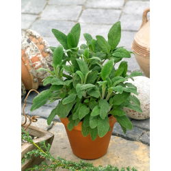 Salvia Officinalis - Salvia officinalis - Perfecto para salsas, sopas y carnes - Semillas frescas
