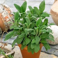 Salvia Officinalis - Salvia officinalis - Perfecto para salsas, sopas y carnes - Semillas frescas