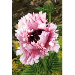 Папавер, Поппи Руффлед Патти - булб / тубер / роот - Papaver orientale