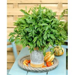 Levístico - Levisticum officinale - Hierba aromática, ideal para sopas y salsas - Semillas frescas