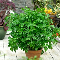 Peterseli daun "keras" - 100 g - 