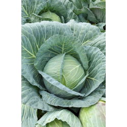 Біла капуста «Зора» - дуже рано, 60 днів від свиноматки до врожаю -  Brassica oleracea var.capitata - Zora - насіння