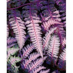 Athyrium Burgundija Čipka - lukovica / gomolj / korijen