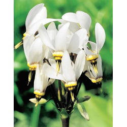 Dodecatheon, album streljačkih zvijezda - lukovica / gomolj / korijen - Dodecatheon meadia