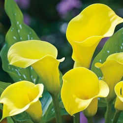 Calas, Alcatraces, Cartuchos - Cream - Zantedeschia