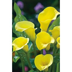 Calas, Alcatraces, Cartuchos - Cream - Zantedeschia