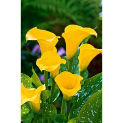 Calas, Alcatraces, Cartuchos - Yellow - amarillo - Zantedeschia