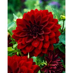 Dahlia Arabian Night