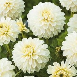 Dahlia White - čebulica / gomolj / koren