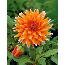 Dahlia Colour Spectacle