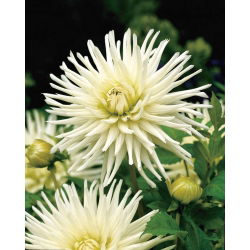 Dahlia Cactus White - čebulica / gomolj / koren