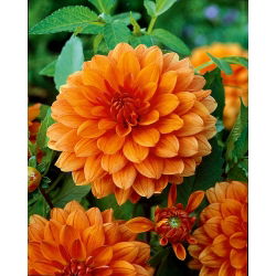 Dahlia Orange