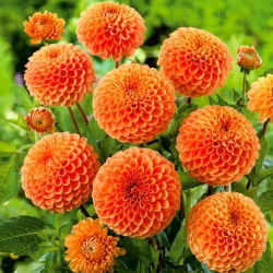 Dahlia Sylvia