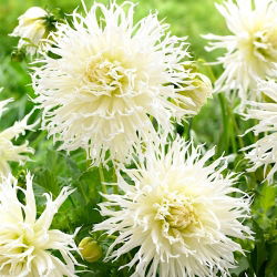 Dahlia TsukiTHER Yori, Không có Shisha