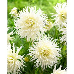 Dahlia TsukiTHER Yori, Không có Shisha