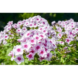 Пхлок Граф Зеппелин - булб / тубер / роот - Phlox