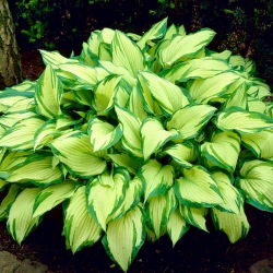 Hosta, bokvica Lily Albopicta - čebulica / gomolj / koren