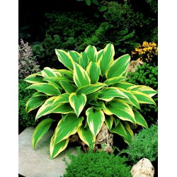 Funkiasläktet - Aureomarginata - Hosta