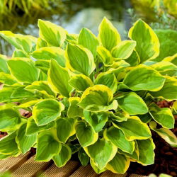 Funkiasläktet - Golden Tiara - Hosta
