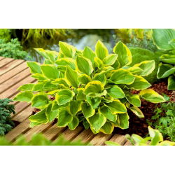 Funkiasläktet - Golden Tiara - Hosta