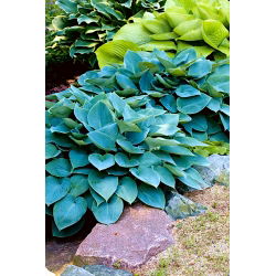 Funkiasläktet - Halcyon - Hosta