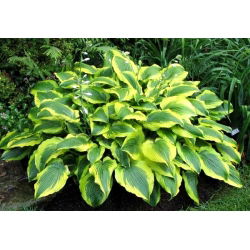 Hosta, Plantain Lily Hài lòng - củ / củ / rễ