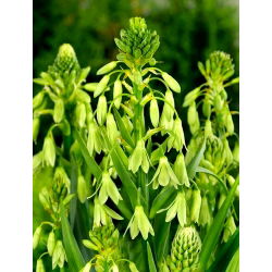 Galtonia Viridiflora