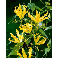 Klimlelie - Gloriosa superba