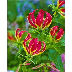 Gloriosa